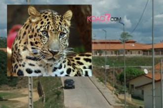 Gabon : Une panthère affole Koulamoutou